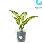  декоративное растение гидропоника рассада UGG laonema Thai snow хлопья sM размер 6 пирог 2 размер 