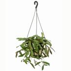 ホヤ シギラティス 5寸 レア 観葉植物 土植え