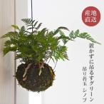 苔玉 吊りシノブ トキワシノブ  観葉植物 土植え