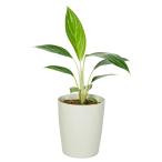 アグラオネマホワイトステム3.5寸レア観葉植物土植え