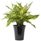 アグラオネマタイスノーフレークス6寸レア観葉植物土植え