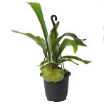 ビカクシダネザーランド5寸レア観葉植物土植えコウモリラン吊り鉢吊り下げハンギング