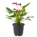  Anne потертость umsilano5 размер редкость декоративное растение земля ..