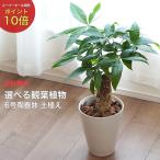 【産地直送】 選べる 観葉植物 パキラ モンステラ ゴムの木 スパティフィラム 白 陶器鉢植え 6号 土植え 本物 贈り物 プレゼント 敬老の日 おしゃれ インテリア
