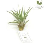 エアプランツブラキカウロスMサイズ