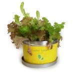  little сад * Pro [ сад lettuce ]