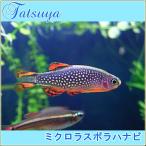 ミクロラスボラハナビ １０匹 コイ系 Tansui93 竜屋 通販 Yahoo ショッピング