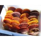 愛媛特産品・産地直送 宇和海産 活ヒオウギ貝（特大サイズ）　20個入オリジナルセット 殻長85ミリ〜94ミリ前後