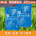 米 10kg 特別栽培米 みずかがみ 特A米