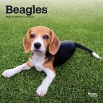 【輸入版】 2023年 ビーグル ミニカレンダー （Beagles） ブラウントラウト