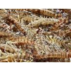 [ очень большой размер ].. внезапный скорость рефрижератор море .(500g/15~19 хвост / примерно 17cm)×4P