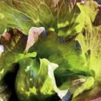  You Goss labi Anne красный lettuce. tane примерно 300 шарик ввод нет пестициды * нет химия удобрение * фиксация вид ... лес [ почтовая доставка возможно ]