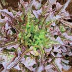  красный Oacley f lettuce. tane примерно 300 шарик ввод нет пестициды * нет химия удобрение * фиксация вид ... лес [ почтовая доставка возможно ]