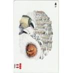  телефонная карточка телефонная карточка дыра медведь. родители . Susan * балка Ray Tokyo электроэнергия CAD13-0018