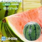 お中元 すいか スイカ 山形県産 特大 6L (1玉)御中元 wm03