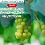 ぶどう 訳あり フルーツ 皮ごと シャインマスカット 約2kg 山形県産 ご自宅用 葡萄 9月中旬〜下旬出荷 h07