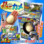 Yahoo! Yahoo!ショッピング(ヤフー ショッピング)びっくりたまご カメ 1個