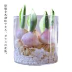 花瓶球根/水栽培フラワーベースフラ...