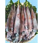 Yahoo! Yahoo!ショッピング(ヤフー ショッピング)国産地物・天然ものの希少子持ち小剣先イカ 　”限定８０セット”