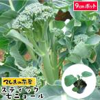 てしまの苗　茎ブロッコリー苗　スティックセニョール  9cmポット 葉菜苗 人気