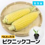 [.... рассада ] кукуруза рассада пикник кукуруза реальный сырой рассада 9cm pot 1 pot 2 рассада .. сладкий кукуруза 