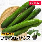 てしまの苗キュウリ　フリーダムハウス　断根接木苗　野菜苗　9ｃｍポット　人気