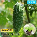 てしまの苗　ゴーヤ苗　あばしゴーヤ　実生苗　野菜苗　9cmポット 人気