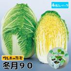 [.... рассада ] Haku носорог рассада зима месяц 90 4 АО ввод упаковка ботва рассада 