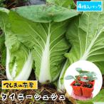 te... рассада Mini Haku носорог рассада Thai колено заколка-резинка 4 АО ввод упаковка китайская капуста ботва рассада популярный 