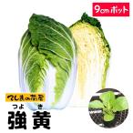 [.... рассада ] Haku носорог рассада чуть более желтый 9cm pot реальный сырой рассада 