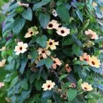 te... рассада tsun bell механизм рассада Africa n Sunset 9cm pot зеленый занавески тоже 