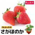 [.... рассада ].... .6-9cm pot клубника рассада ботва рассада 