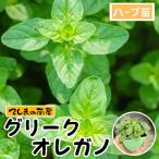 [.... рассада ] трава рассада Gree k орегано ( common орегано ) 9cm pot 