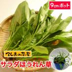 te... рассада . сырой салат шпинат 9cm pot реальный сырой рассада овощи рассада 