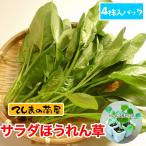 te... рассада . сырой салат шпинат 4 АО ввод упаковка реальный сырой рассада овощи рассада 