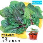 te... рассада howe объединенный рассада . сырой салат ...4 АО ввод упаковка ботва рассада популярный 