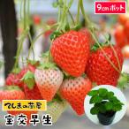 te... рассада клубника рассада ... сырой 6-9cm pot популярный 