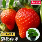  осень .. клубника рассада .. клей 9cm pot популярный 