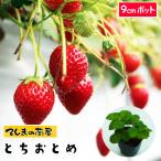 てしまの苗　イチゴ苗 とちおとめ　6-9ｃｍポット 人気