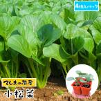 てしまの苗　コマツナ苗　小松菜　　4株入りパック 葉菜苗　人気