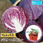 te... рассада фиолетовый капуста рассада энергия рубин 4 АО ввод упаковка ботва рассада популярный 