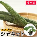 てしまの苗キュウリ　シャキット　断根接木苗　野菜苗　9ｃｍポット　人気