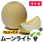 te... рассада дыня рассада Moonlight 9cm pot . корень контактный дерево рассада 