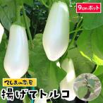 てしまの苗 ナス苗 揚げてトルコ 断根接木苗 野菜苗 9cmポット