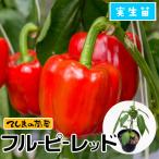 てしまの苗 パプリカ苗 フルーピーレッド 実生苗 野菜苗 9cmポット 人気