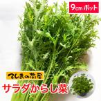 te... рассада салат горчица Karashi .9cm pot реальный сырой рассада овощи рассада 