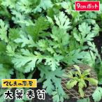 てしまの苗　シュンギク苗　大葉春菊　　9cmポット 葉菜苗　人気