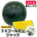 [.... рассада ] арбуз рассада 3X золотой Jack 9cm pot . корень контактный дерево рассада 