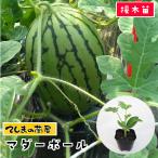 てしまの苗 スイカ苗 マダーボール 断根接木苗 野菜苗 9cmポット 人気