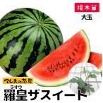 【てしまの苗】スイカ苗　羅皇　断根接木苗　野菜苗　9cmポット 【人気】